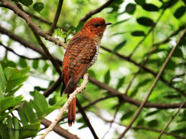 Bird watching tour in Sri Lanka