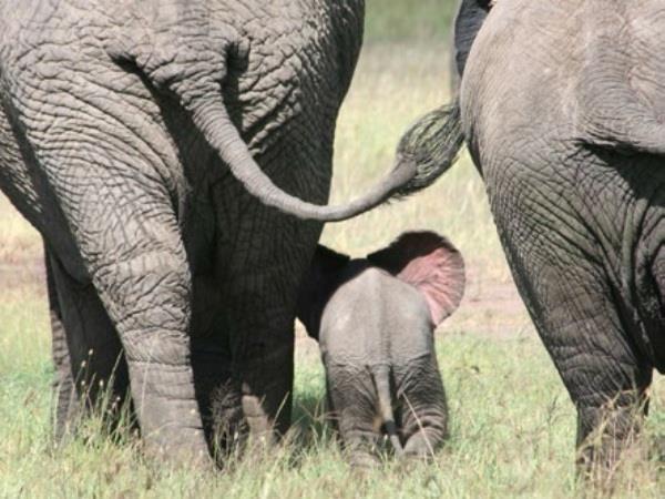 Kenya and Tanzania classic tailor made holiday