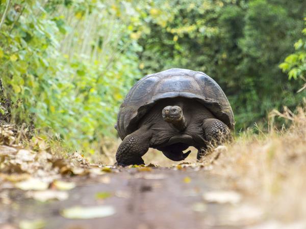 Ecuador highlands tour & Galapagos cruise
