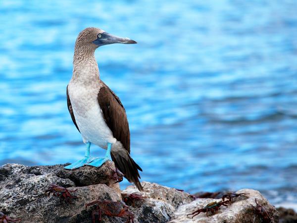 Ecuador highlands tour & Galapagos cruise