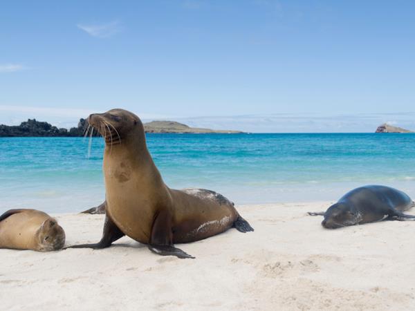 Ecuador highlands tour & Galapagos cruise