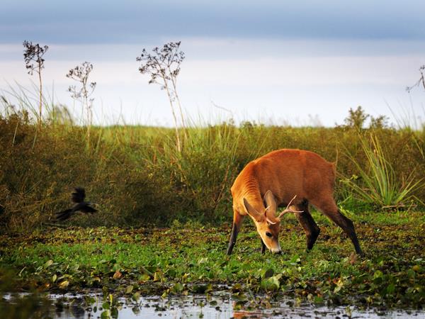 Argentina wildlife holiday, wetlands & Patagonia
