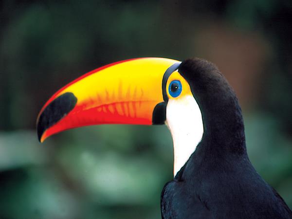 Argentina wildlife holiday, wetlands & Patagonia