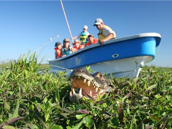 Argentina wildlife holiday, wetlands & Patagonia
