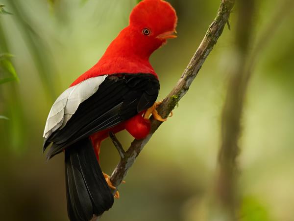Ecuador by train holiday, culture and nature