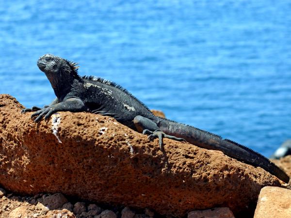 Peru and Galapagos holiday