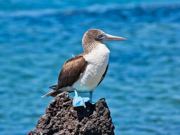 Peru and Galapagos holiday