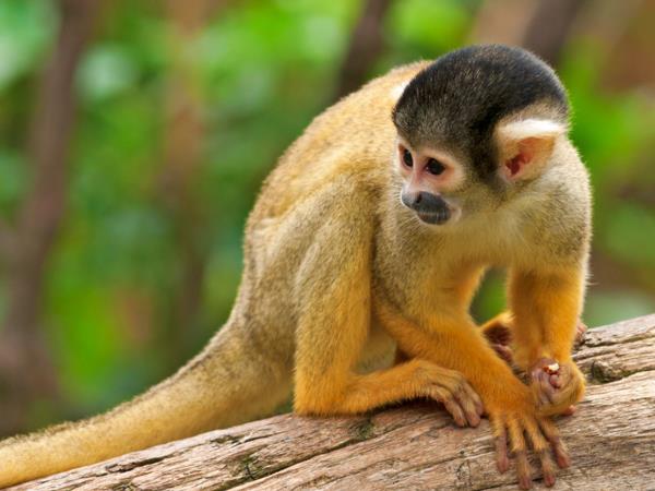 Costa Rica holiday, tailor made