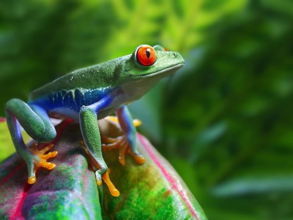 Costa Rica holiday, tailor made