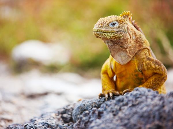 Ecuador & Galapagos holiday, tailor made