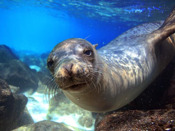 Galapagos Islands cruise, on a shoestring