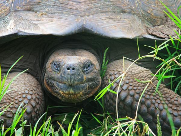 Luxury Galapagos Islands cruise