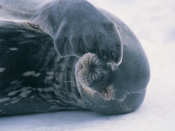 Antarctica Peninsula, Falklands & South Georgia wildlife holiday