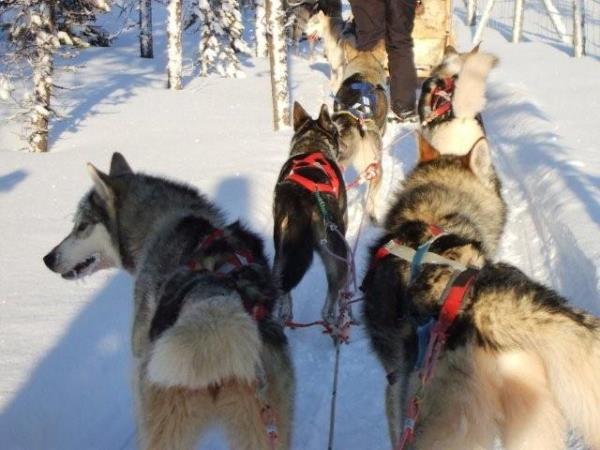 Tailor made holiday in Lapland