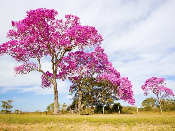 Rio to Iguazu Falls tour in Brazil