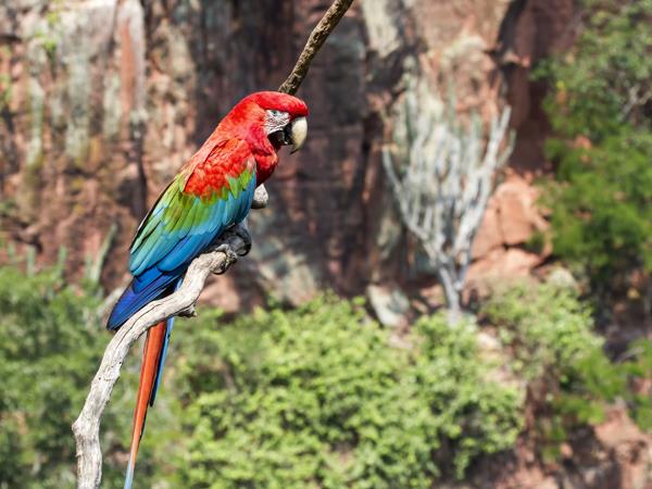 Rio to Iguazu Falls tour in Brazil