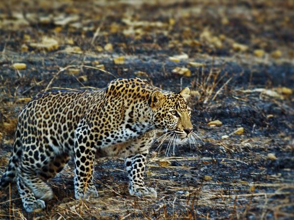 Satpura tiger reserve safari in India