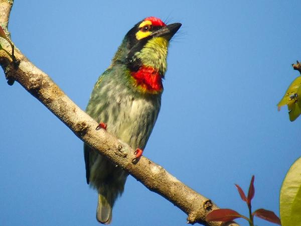 Sri Lanka birding & cultural tour