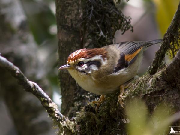 Bird watching tour in North East India
