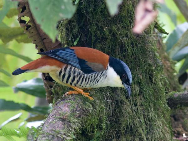 Bird watching tour in North East India