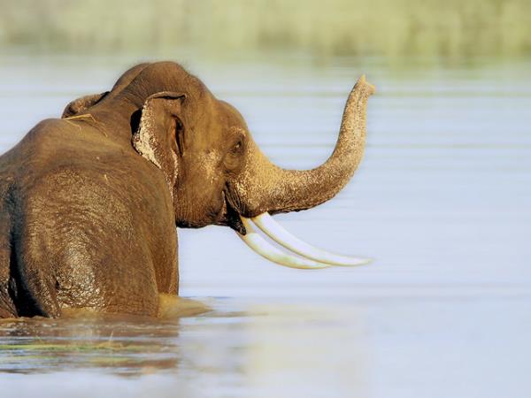 India wildlife safari tour of Kaziranga
