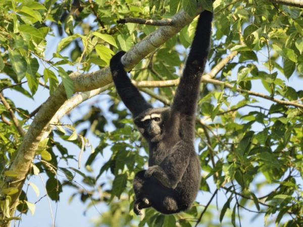 India wildlife safari tour of Kaziranga