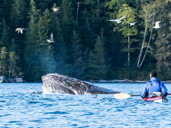 Kayak with orcas holiday in Canada