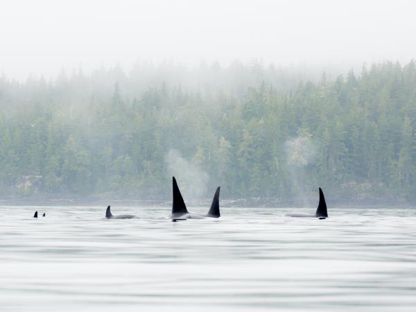 Kayak with orcas holiday in Canada