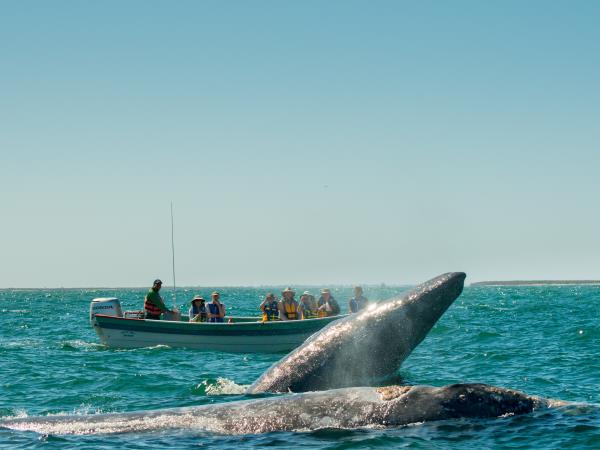 Baja whale watching safari in Mexico