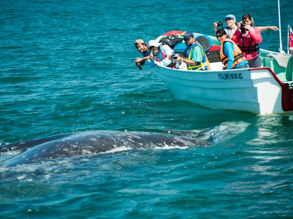 Baja whale watching safari in Mexico