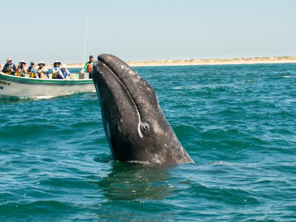 Baja whale watching safari in Mexico