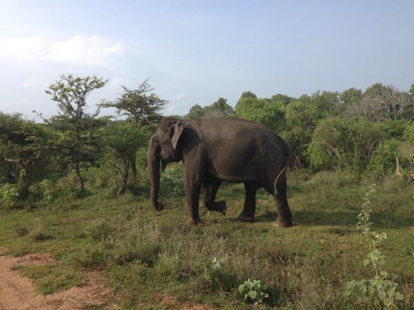 Sri Lanka on a shoestring
