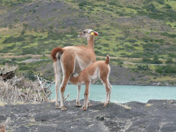 Chile holiday, 21 days south to north