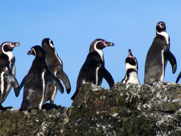 Chile holiday, 21 days south to north