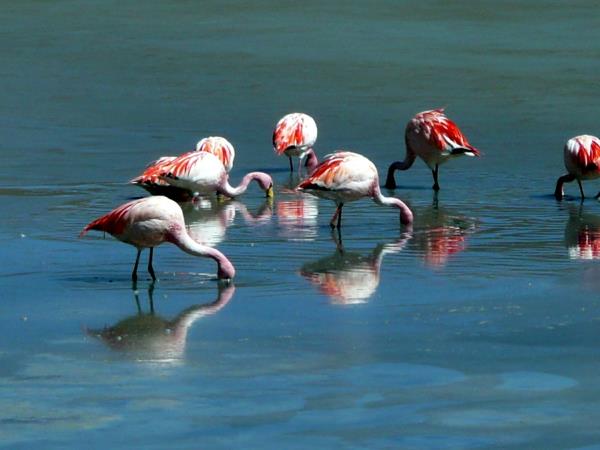 Chile holiday, 21 days south to north