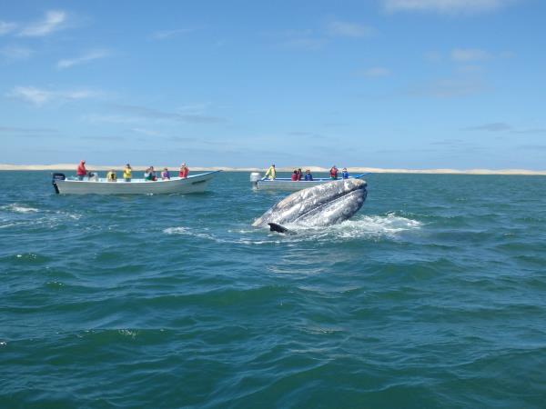 Baja and the Sea of Cortez adventure cruises, Mexico