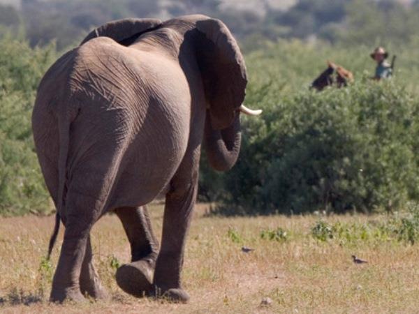 Zimbabwe riding holiday