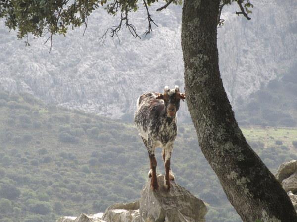 Walking holidays in Grazalema, Andalucia, Spain