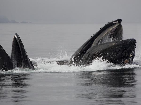 South east Alaska cruise
