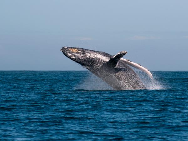 Luxury Madagascar holiday, wildlife and beaches