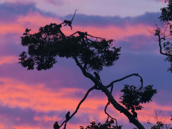 Orangutan photography in Borneo
