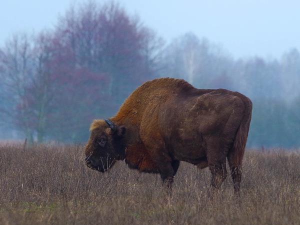 Poland bison safari in the Primeval Forest