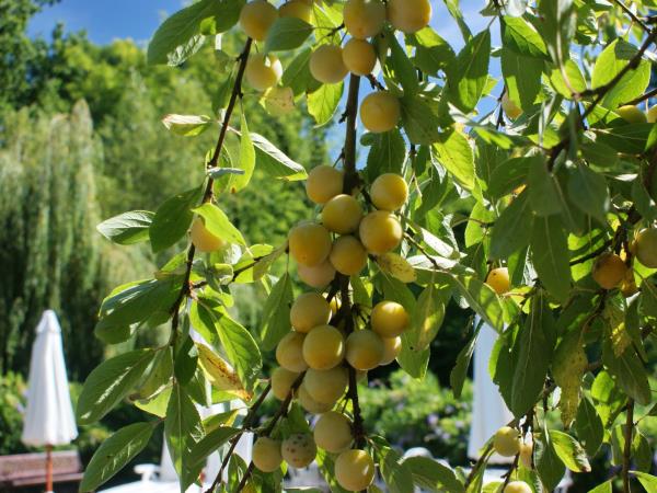 Vegetarian holidays in France