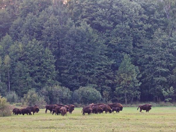 Poland bison safari in the Primeval Forest