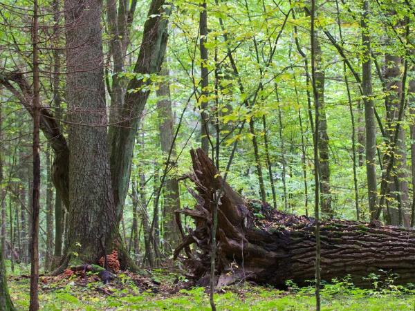 Poland bison safari in the Primeval Forest