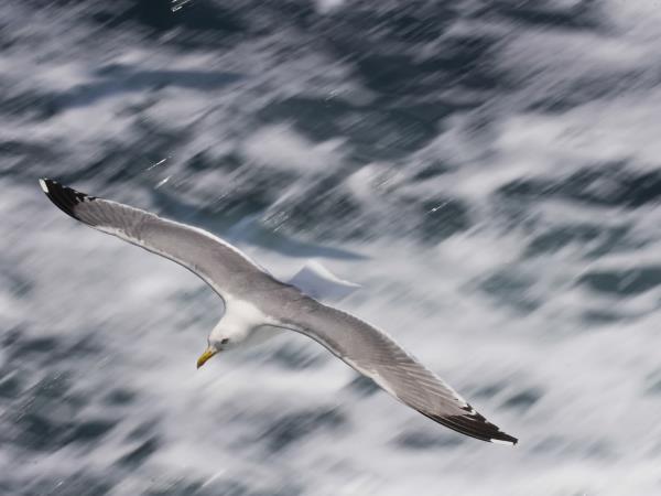 Sailing & conservation holiday in Greece