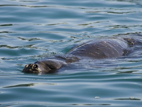 Sailing & conservation holiday in Greece