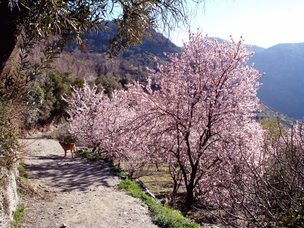 Las Alpujarras walking holiday, Spain