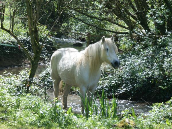 Horse riding holiday in France