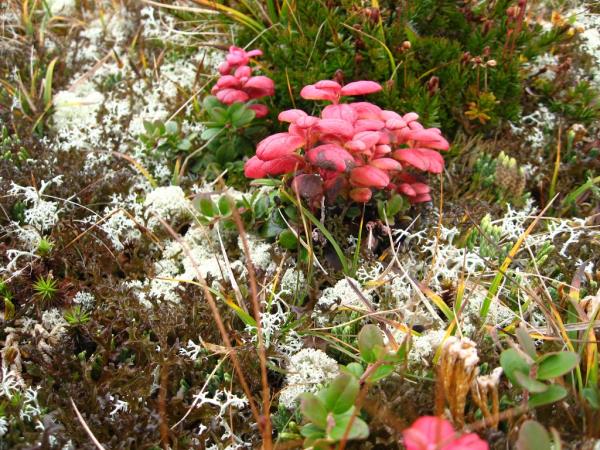 Walking holiday in Norway, Rondane National Park